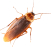 Cucaracha