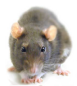 Rata